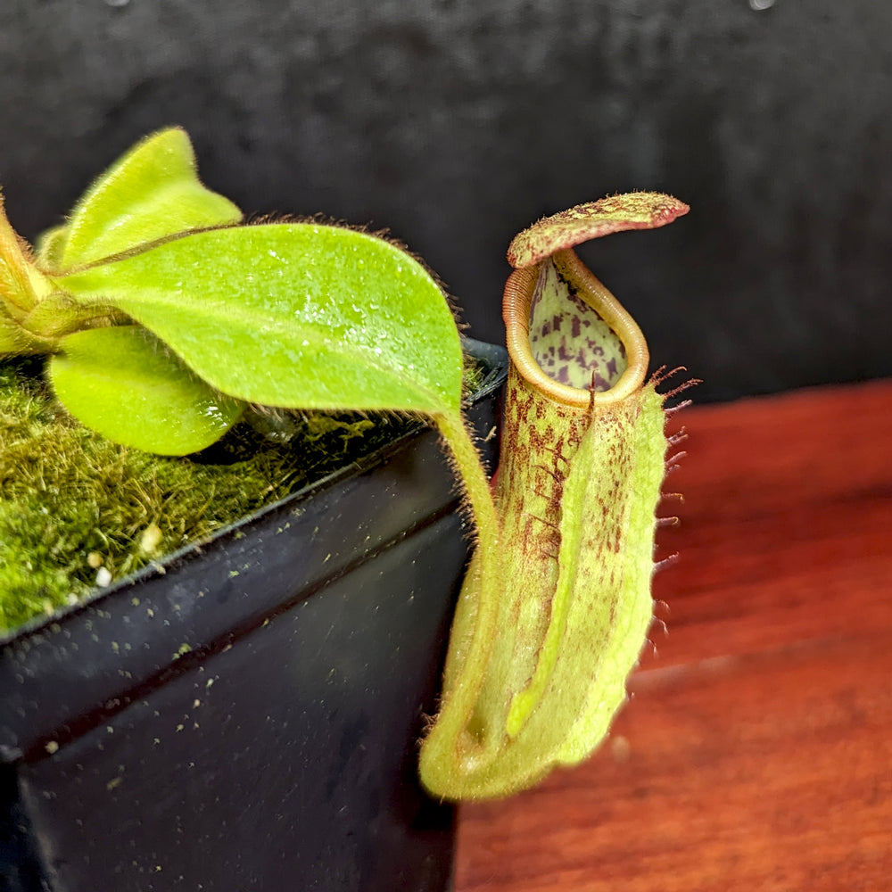 
                      
                        Nepenthes maxima (x) x veitchii (m), CAR-0245
                      
                    