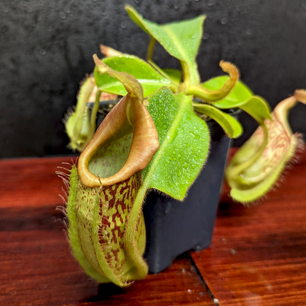 
                      
                        Nepenthes maxima (x) x veitchii (m), CAR-0245
                      
                    