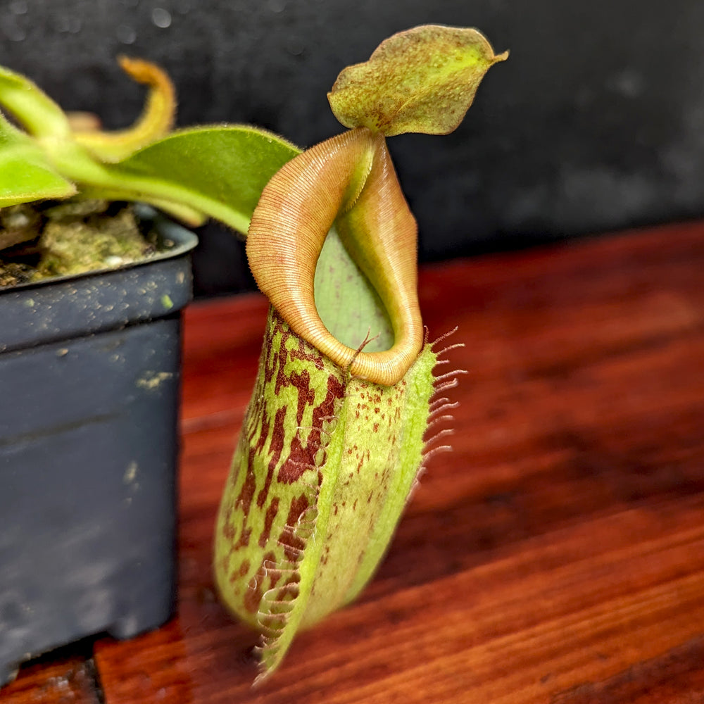 
                      
                        Nepenthes maxima (x) x veitchii (m), CAR-0245
                      
                    