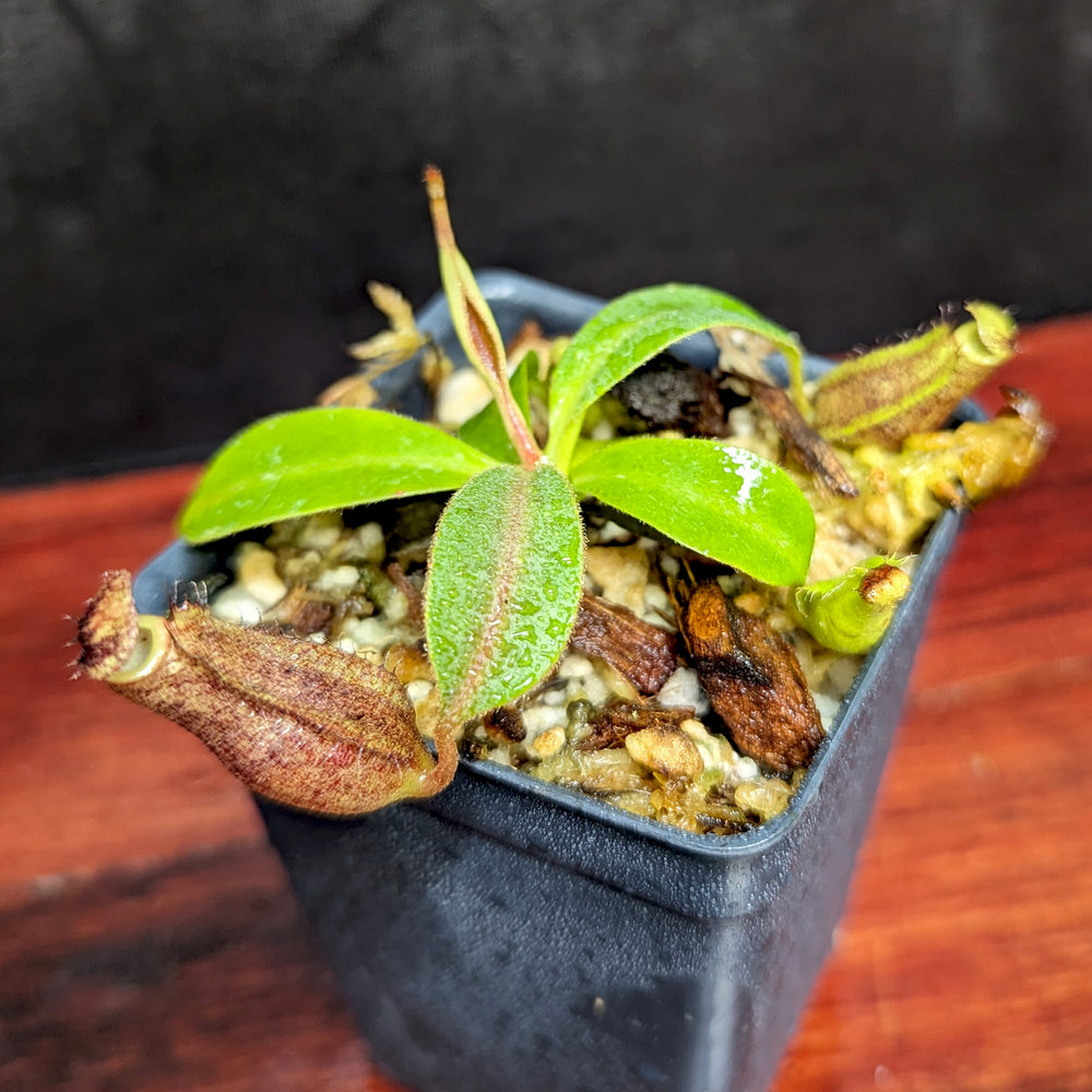 
                      
                        Nepenthes eymae EP x (truncata x veitchii) -Red, CAR-0370
                      
                    