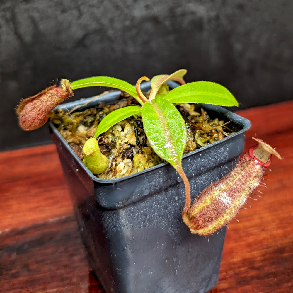 
                      
                        Nepenthes eymae EP x (truncata x veitchii) -Red, CAR-0370
                      
                    