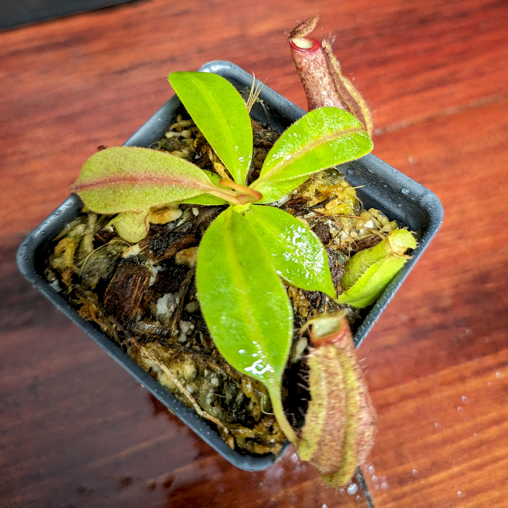 
                      
                        Nepenthes eymae EP x (truncata x veitchii) -Red, CAR-0370
                      
                    