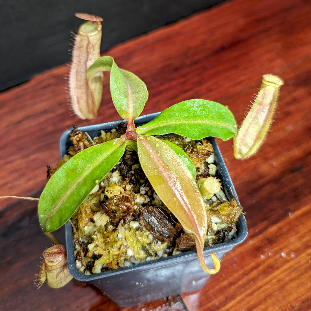 
                      
                        Nepenthes boschiana x (veitchii x northiana), CAR-0367, pitcher plant, carnivorous plant, collectors plant, large pitchers, rare plants
                      
                    