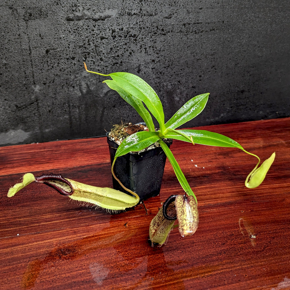 
                      
                        Nepenthes singalana variegated x hamata, CAR-0138
                      
                    