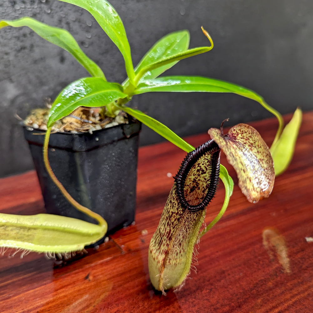 
                      
                        Nepenthes singalana variegated x hamata, CAR-0138
                      
                    