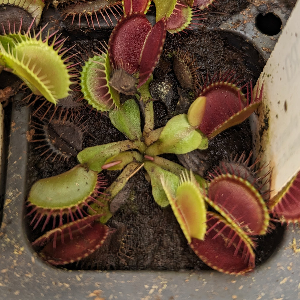 
                      
                        Venus Flytrap - Dionaea muscipula 'B-52'
                      
                    