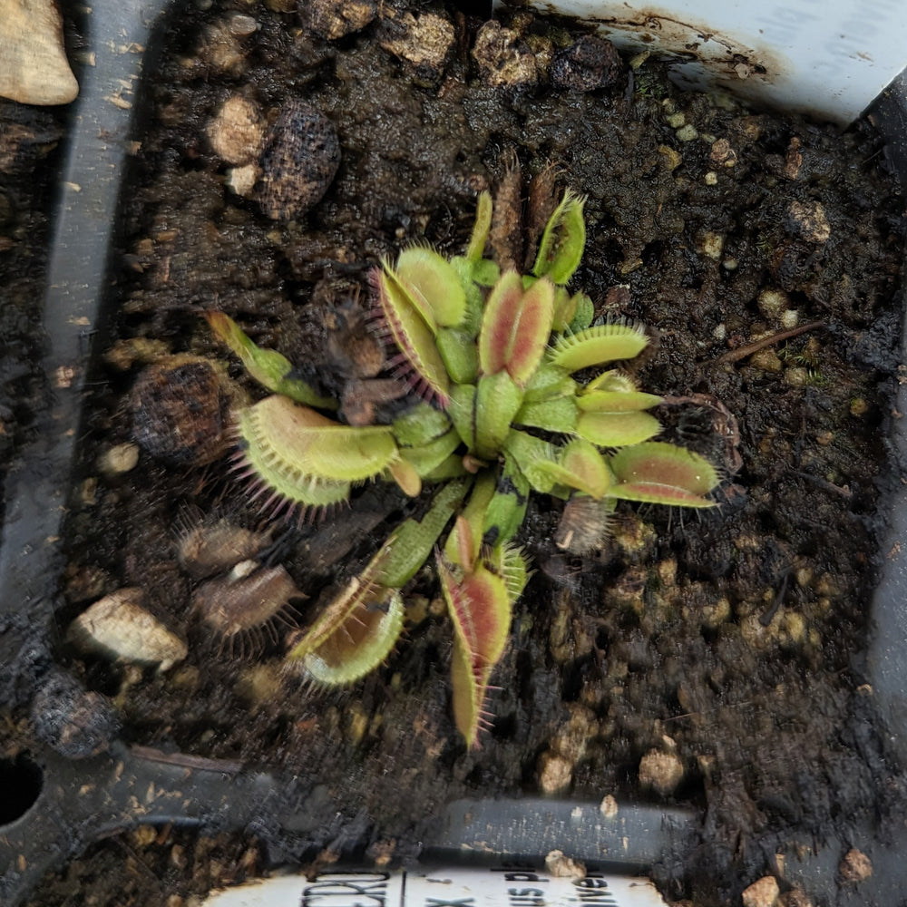 
                      
                        Venus Flytrap - Dionaea muscipula 'B-52'
                      
                    