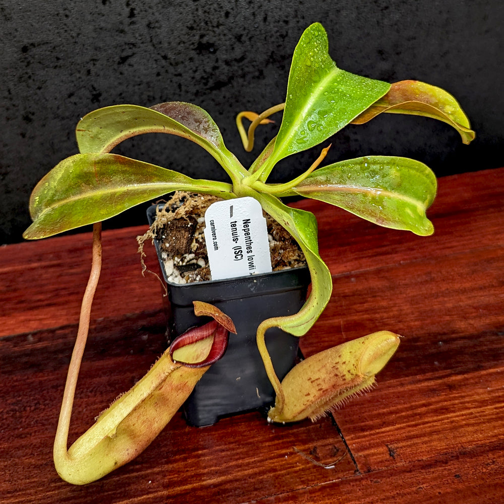 
                      
                        Nepenthes lowii x tenuis
                      
                    