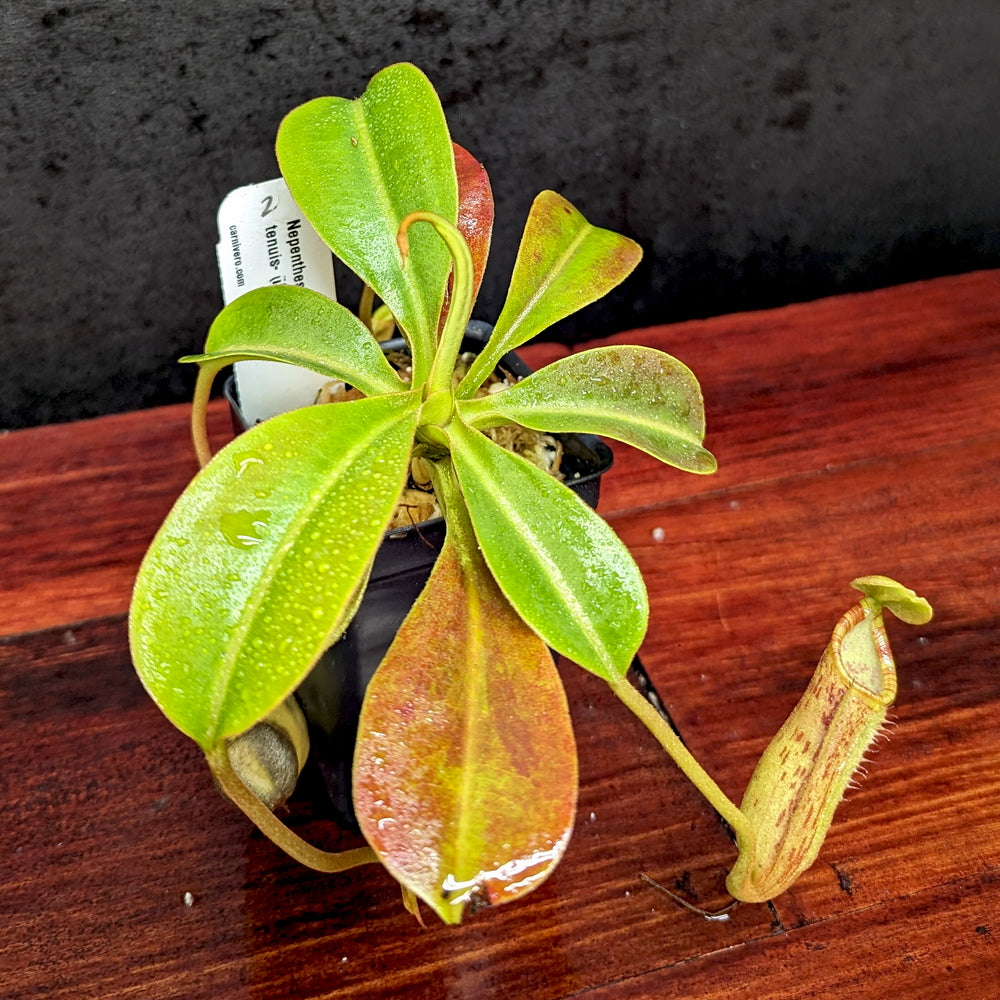 
                      
                        Nepenthes lowii x tenuis
                      
                    