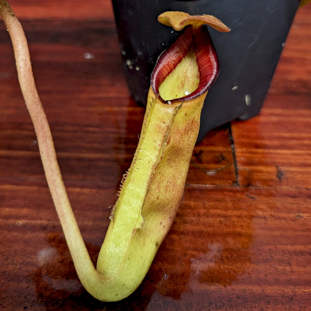 
                      
                        Nepenthes lowii x tenuis
                      
                    