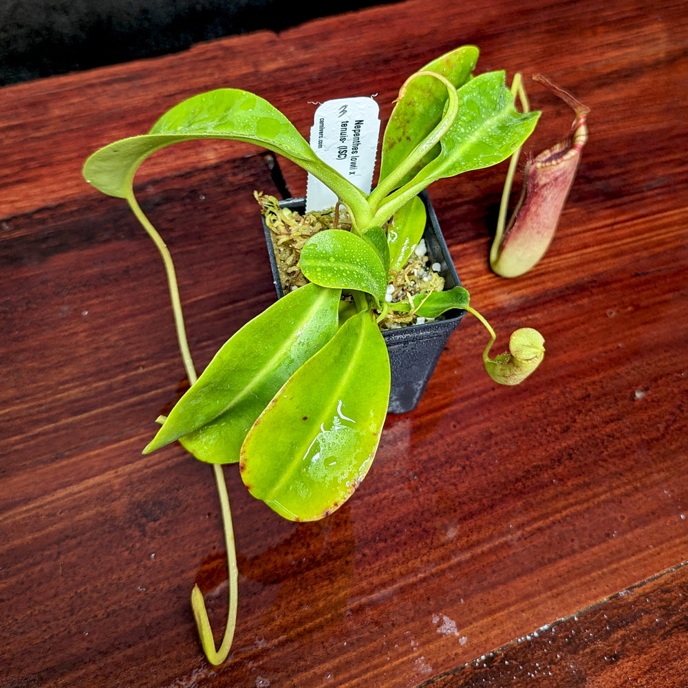 
                      
                        Nepenthes lowii x tenuis
                      
                    