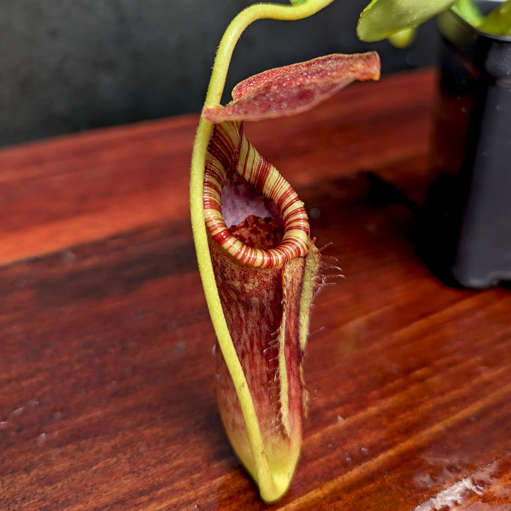 
                      
                        Nepenthes lowii x tenuis
                      
                    