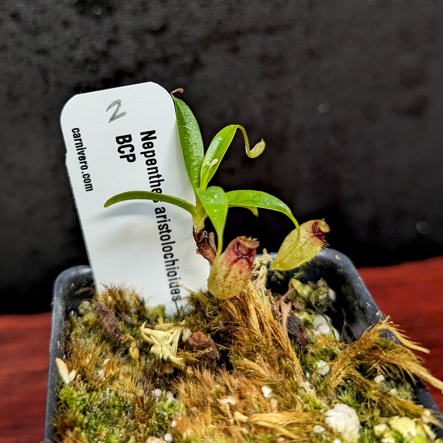 Nepenthes aristolochioides