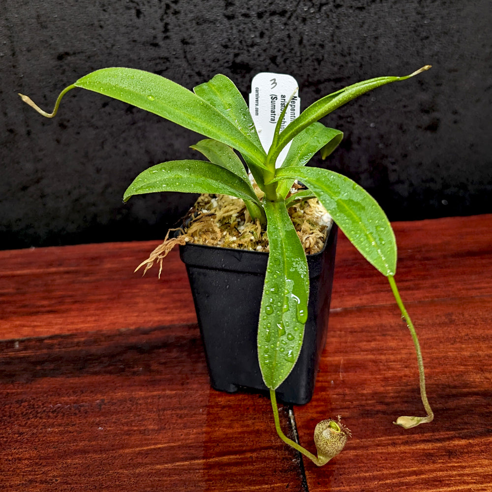 
                      
                        Nepenthes aristolochioides
                      
                    