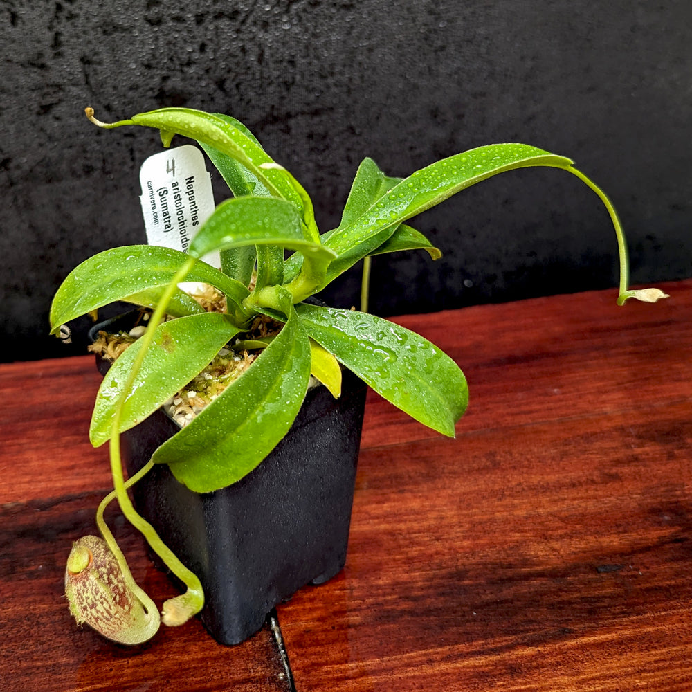 
                      
                        Nepenthes aristolochioides
                      
                    