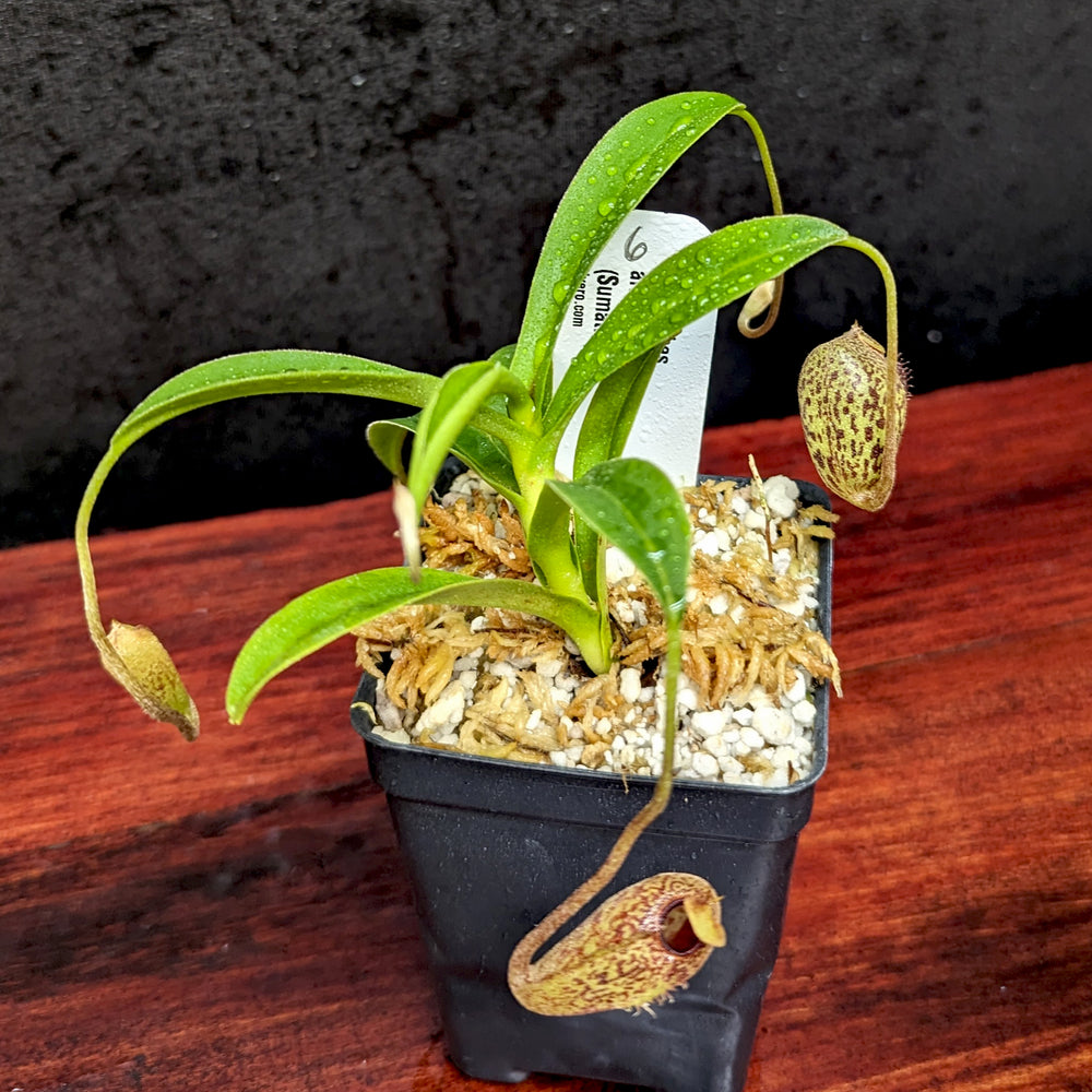 
                      
                        Nepenthes aristolochioides
                      
                    