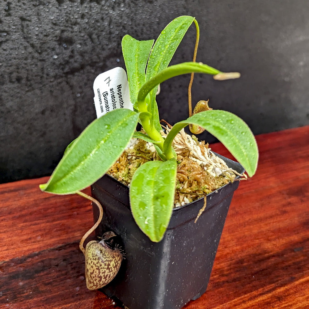 
                      
                        Nepenthes aristolochioides
                      
                    