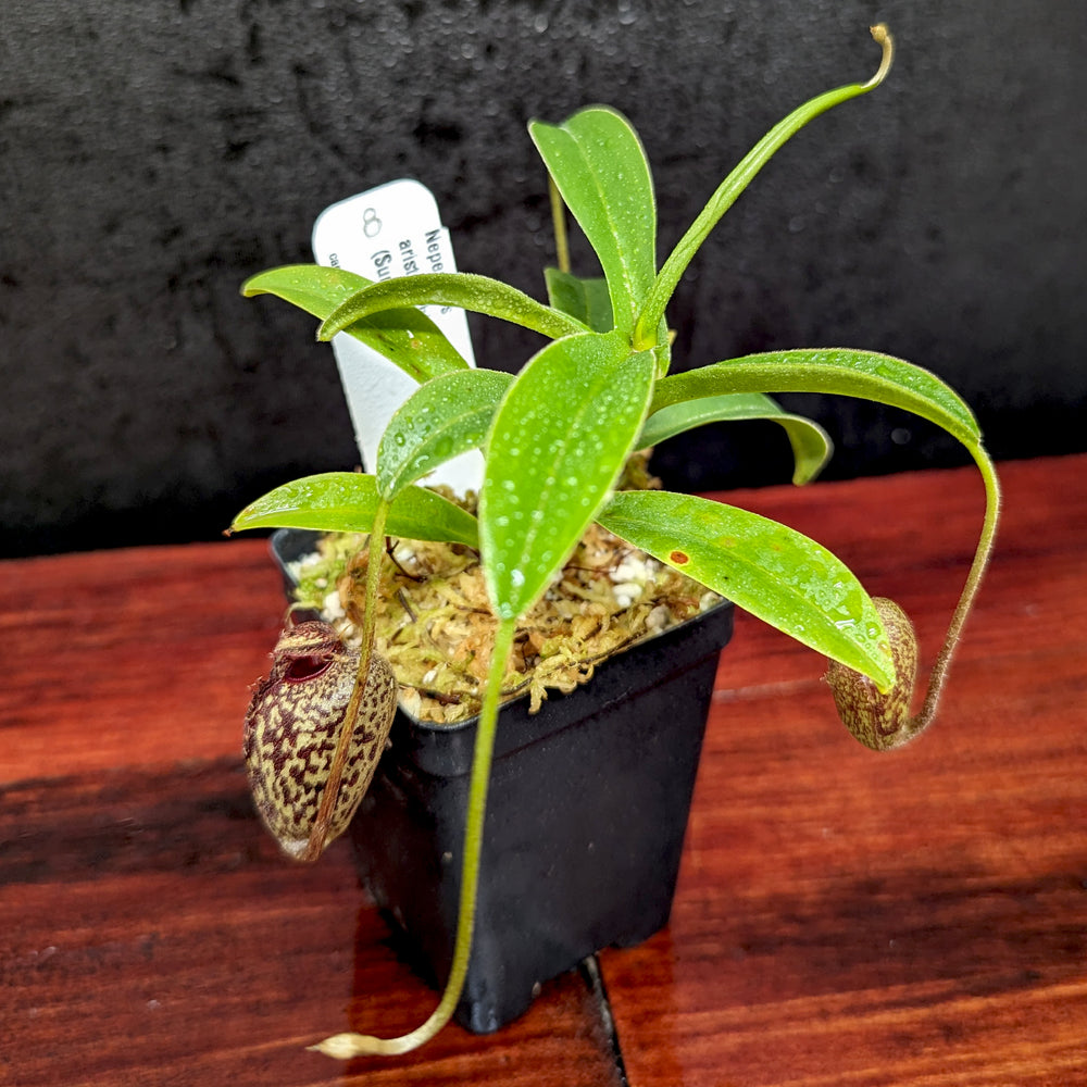 
                      
                        Nepenthes aristolochioides
                      
                    