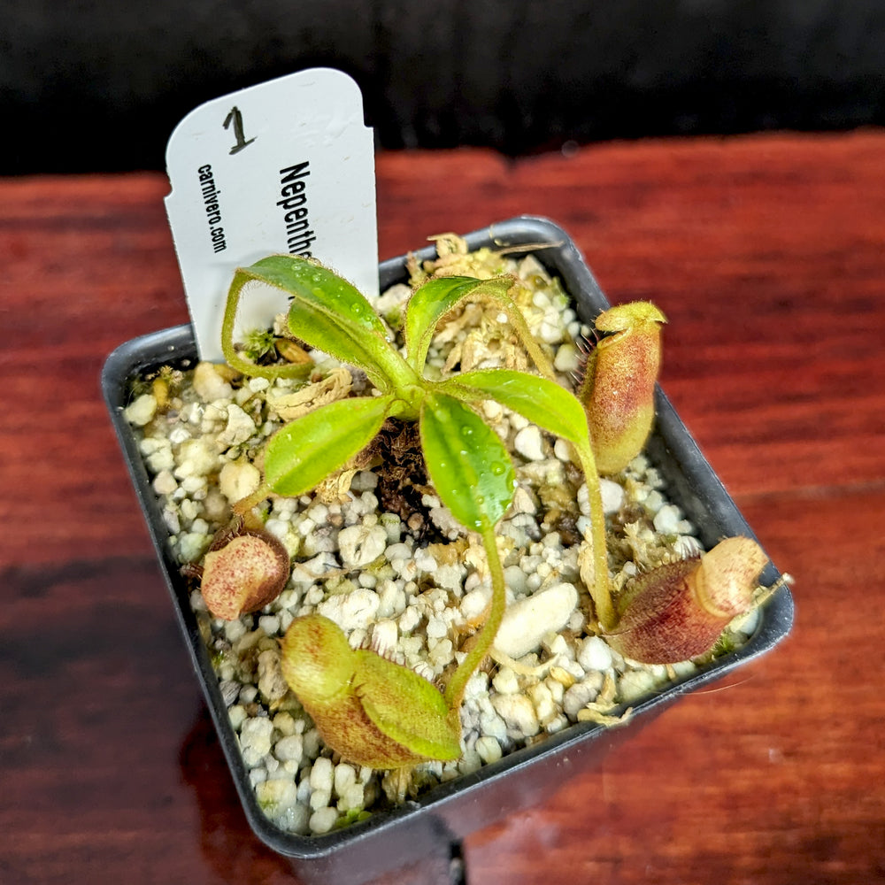 
                      
                        Nepenthes ephippiata
                      
                    