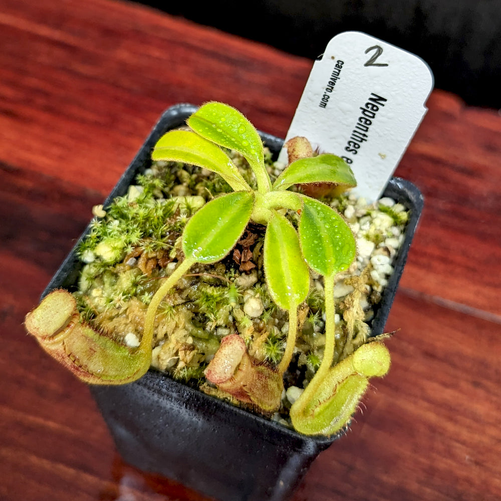 
                      
                        Nepenthes ephippiata
                      
                    