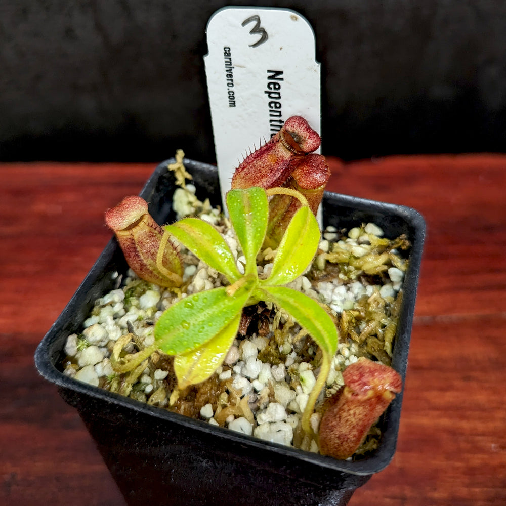 
                      
                        Nepenthes ephippiata
                      
                    