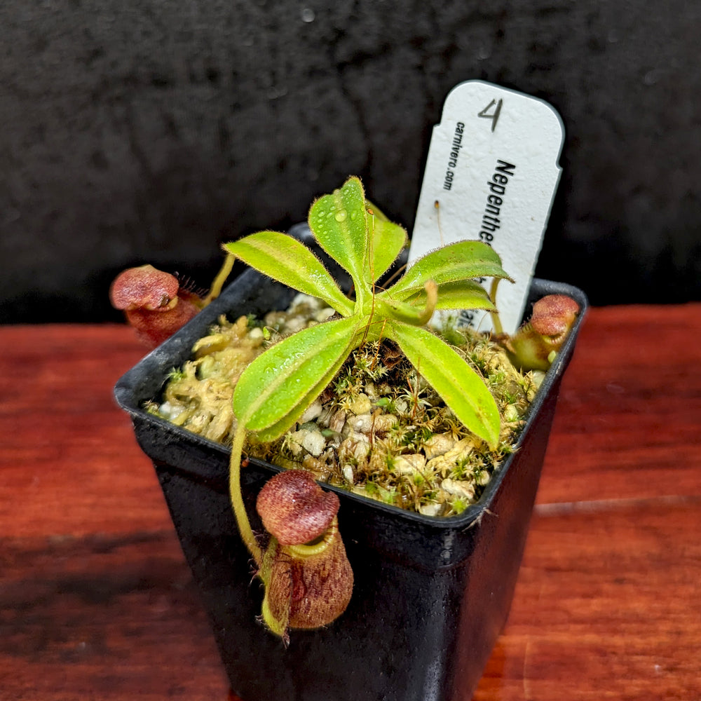 
                      
                        Nepenthes ephippiata
                      
                    