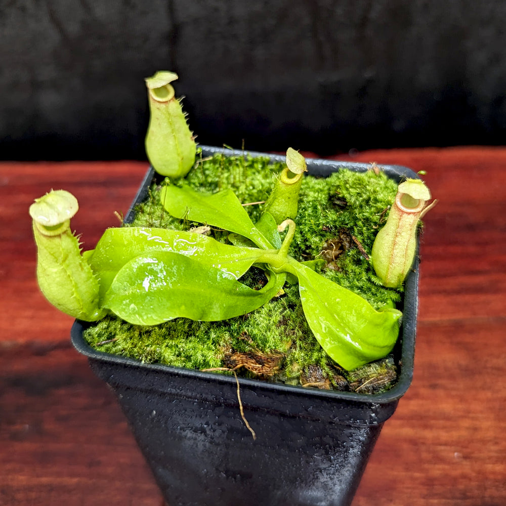 
                      
                        Nepenthes bicalcarata (Orange x Red), CAR-0268 fanged squat pitcher, Pitcher plant, carnivorous plant, collectors plant, pitchers, rare nepenthes, terrarium plant, easy to grow nepenthes, beginner nepenthes, beginner pitcher plants, nepenthes. 
                      
                    