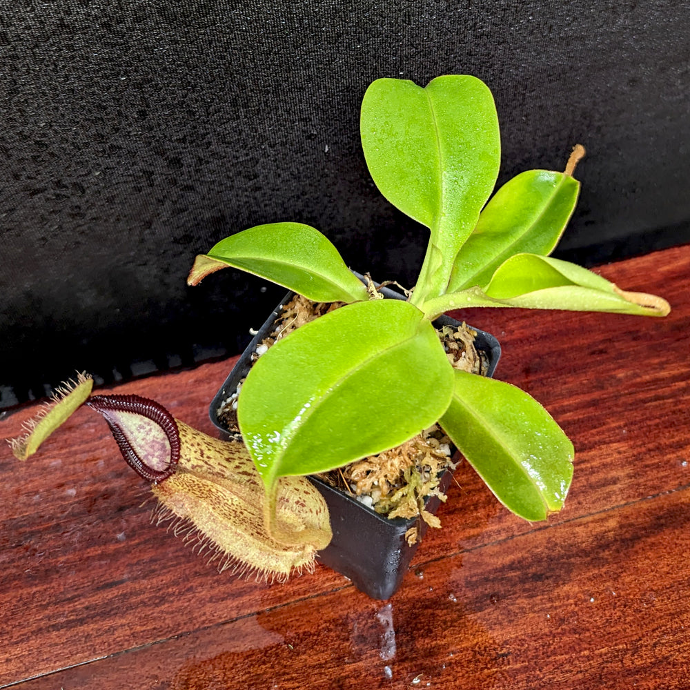 
                      
                        Nepenthes robcantleyi x hamata
                      
                    