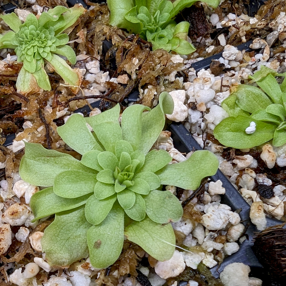 
                      
                        Pinguicula 'Seductora' Butterwort with small green leaves with pink edges, purple flower, easy to grow, carnivorous plant, gnat eating plant, house plant, collectors plant
                      
                    