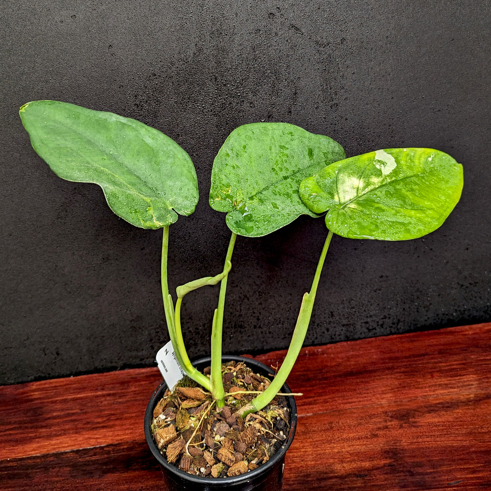 
                      
                        Syngonium chiapense variegated - Exact Plant 10/06/23
                      
                    