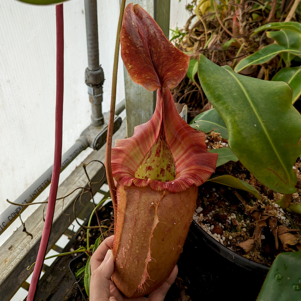 
                      
                        Nepenthes rajah x veitchii, BE-3730
                      
                    