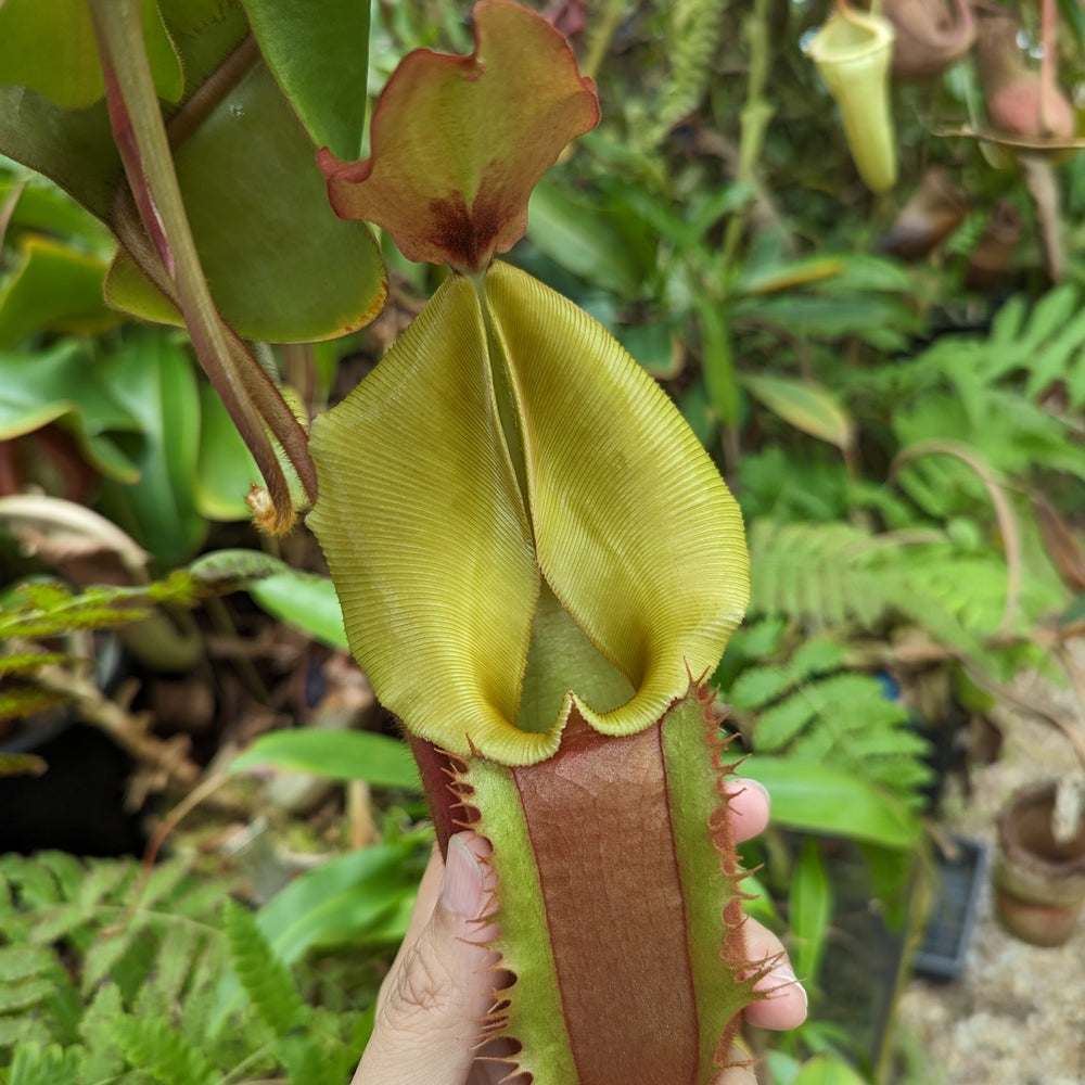 Nepenthes [(Rokko x boschiana) x veitchii] x veitchii (m) - clone W