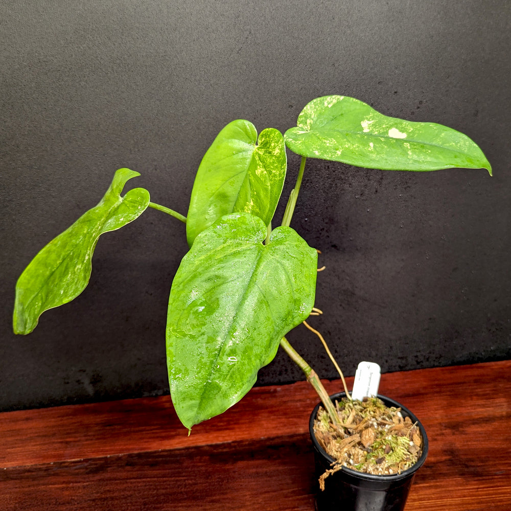 
                      
                        Syngonium chiapense variegated - Exact Plant 10/06/23
                      
                    