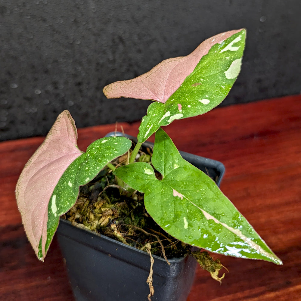 
                      
                        Syngonium red spot tricolor
                      
                    