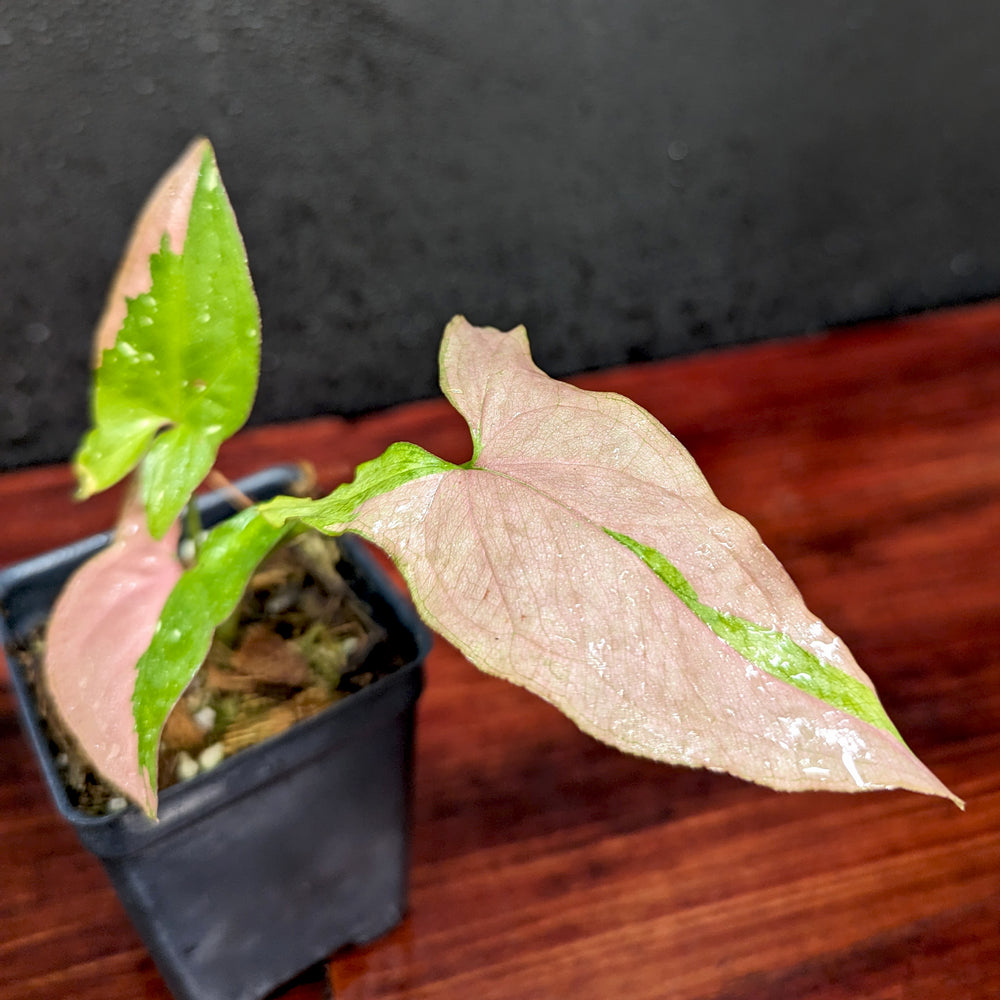 
                      
                        Syngonium red spot tricolor
                      
                    