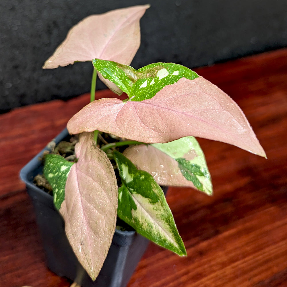 
                      
                        Syngonium red spot tricolor
                      
                    