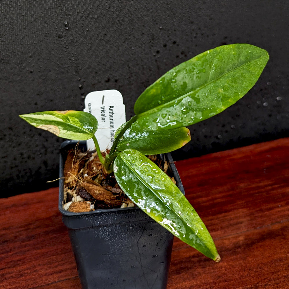 
                      
                        Anthurium Renaissance variegated - Exact Plant 10/06/23
                      
                    