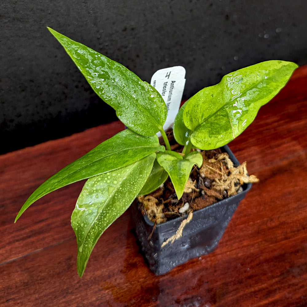 
                      
                        Anthurium Renaissance variegated - Exact Plant 10/06/23
                      
                    