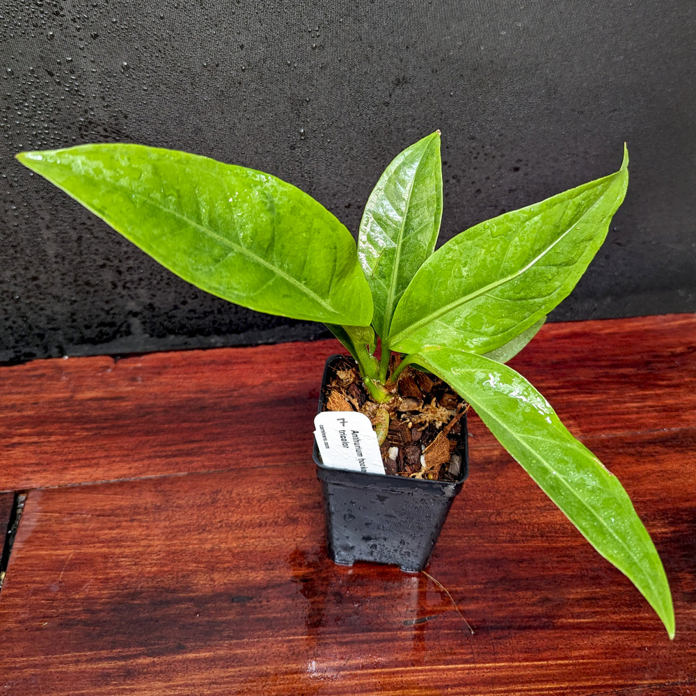 
                      
                        Anthurium Renaissance variegated - Exact Plant 10/06/23
                      
                    