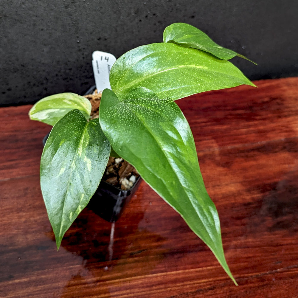 
                      
                        Anthurium Renaissance variegated - Exact Plant 10/06/23
                      
                    