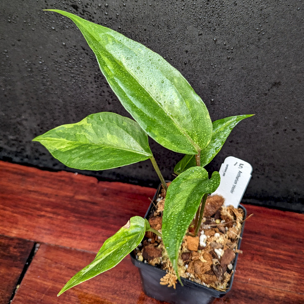 
                      
                        Anthurium Renaissance variegated - Exact Plant 10/06/23
                      
                    