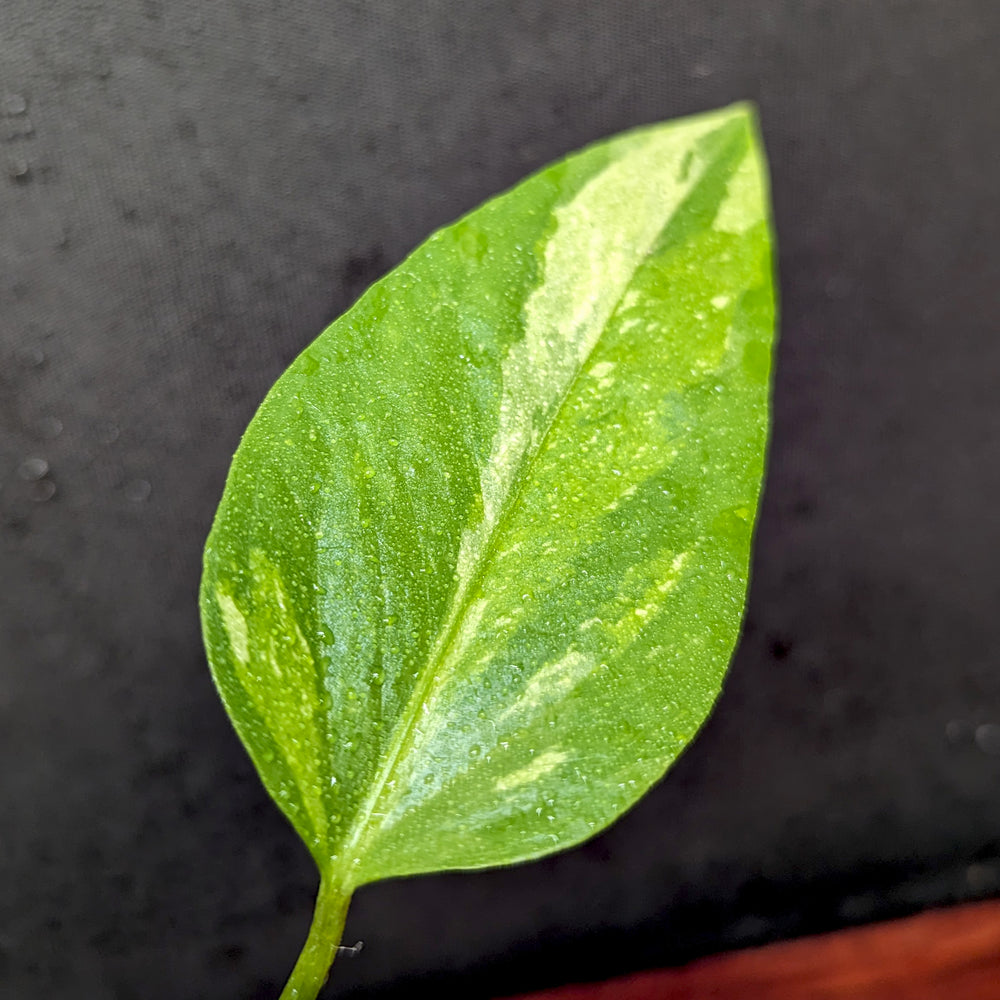 
                      
                        Anthurium Renaissance variegated - Exact Plant 10/06/23
                      
                    