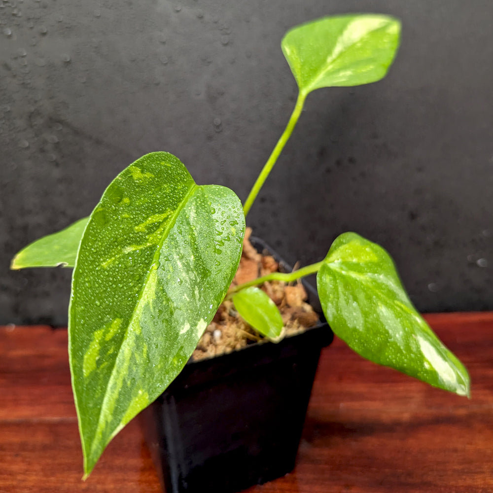 
                      
                        Anthurium Renaissance variegated - Exact Plant 10/06/23
                      
                    