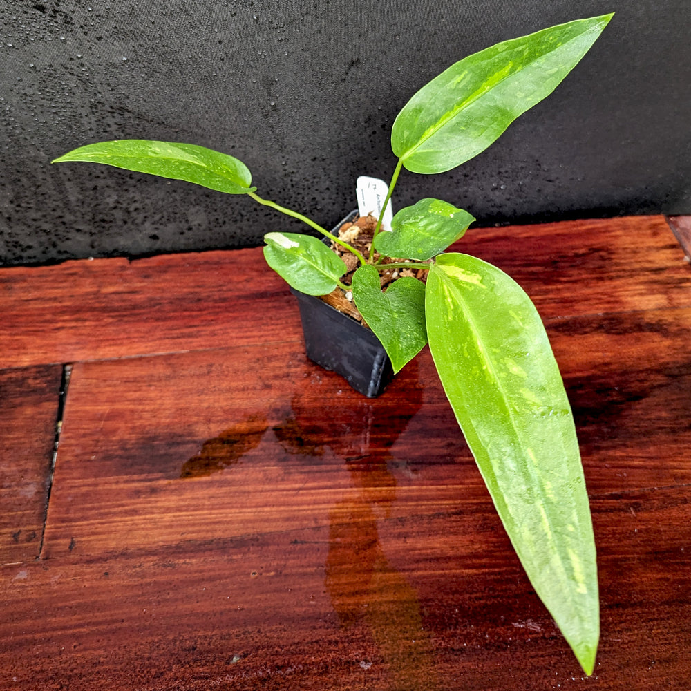 
                      
                        Anthurium Renaissance variegated - Exact Plant 10/06/23
                      
                    