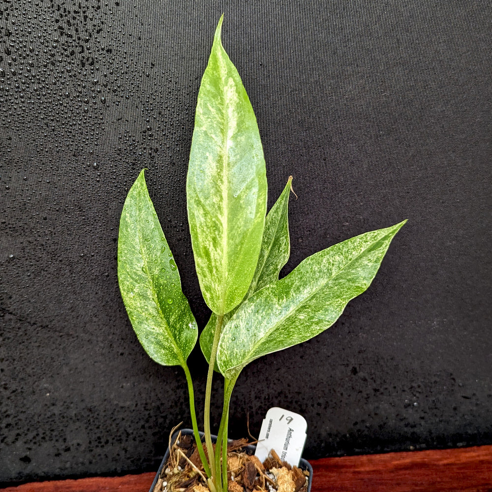 
                      
                        Anthurium Renaissance variegated - Exact Plant 10/06/23
                      
                    