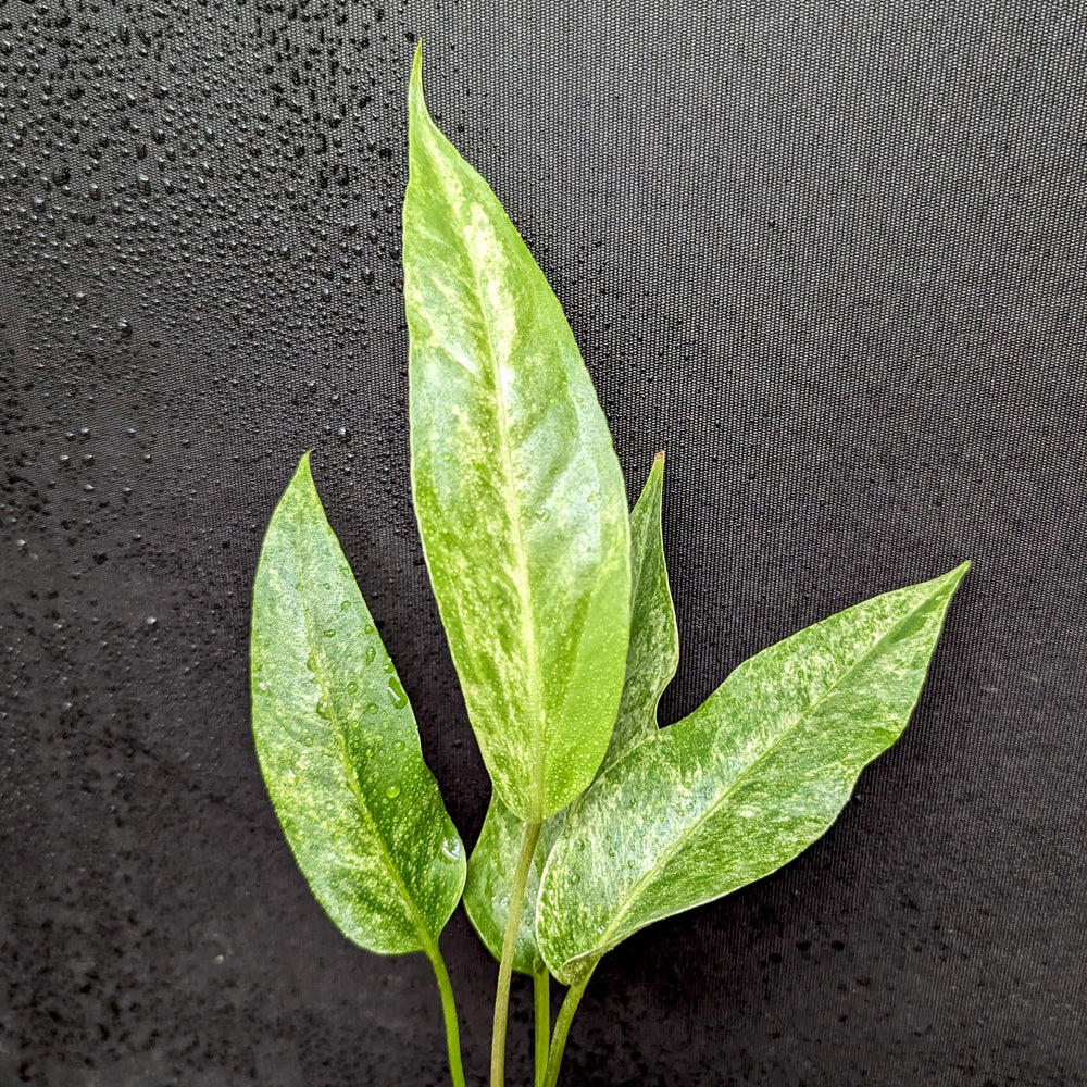 
                      
                        Anthurium Renaissance variegated - Exact Plant 10/06/23
                      
                    