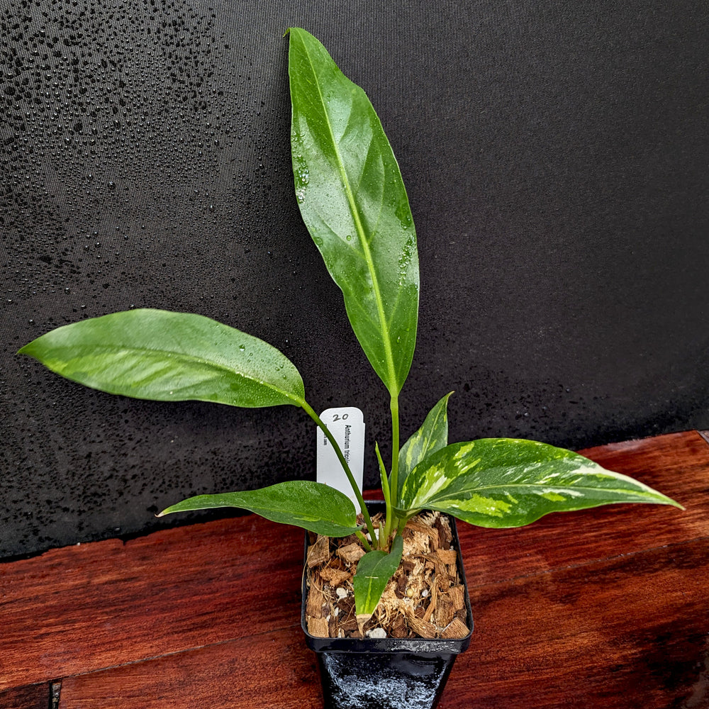 
                      
                        Anthurium Renaissance variegated - Exact Plant 10/06/23
                      
                    