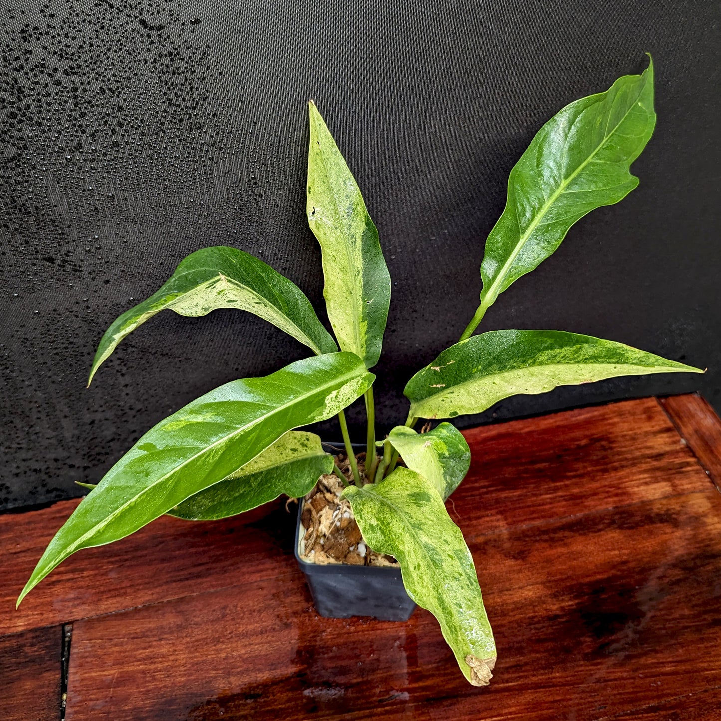 Anthurium Renaissance variegated - Exact Plant 10/06/23