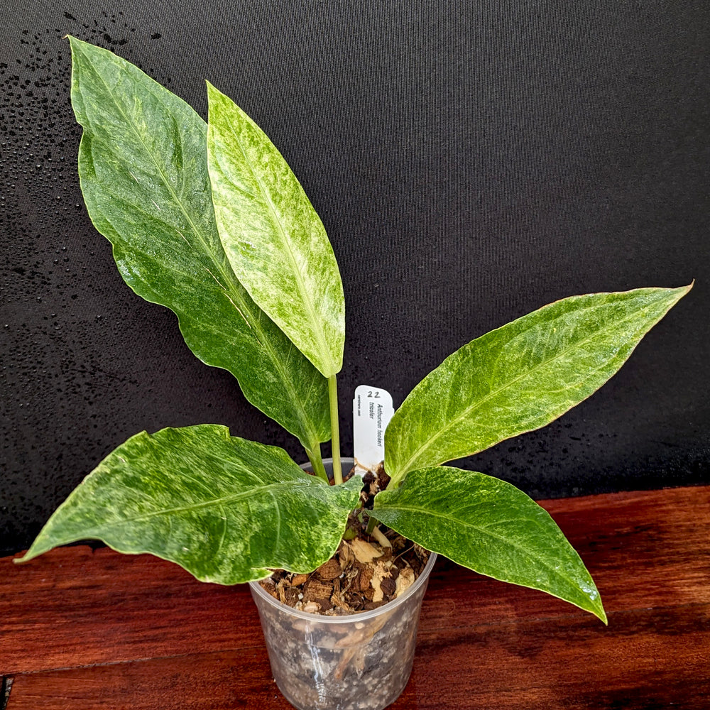 
                      
                        Anthurium Renaissance variegated - Exact Plant 10/06/23
                      
                    