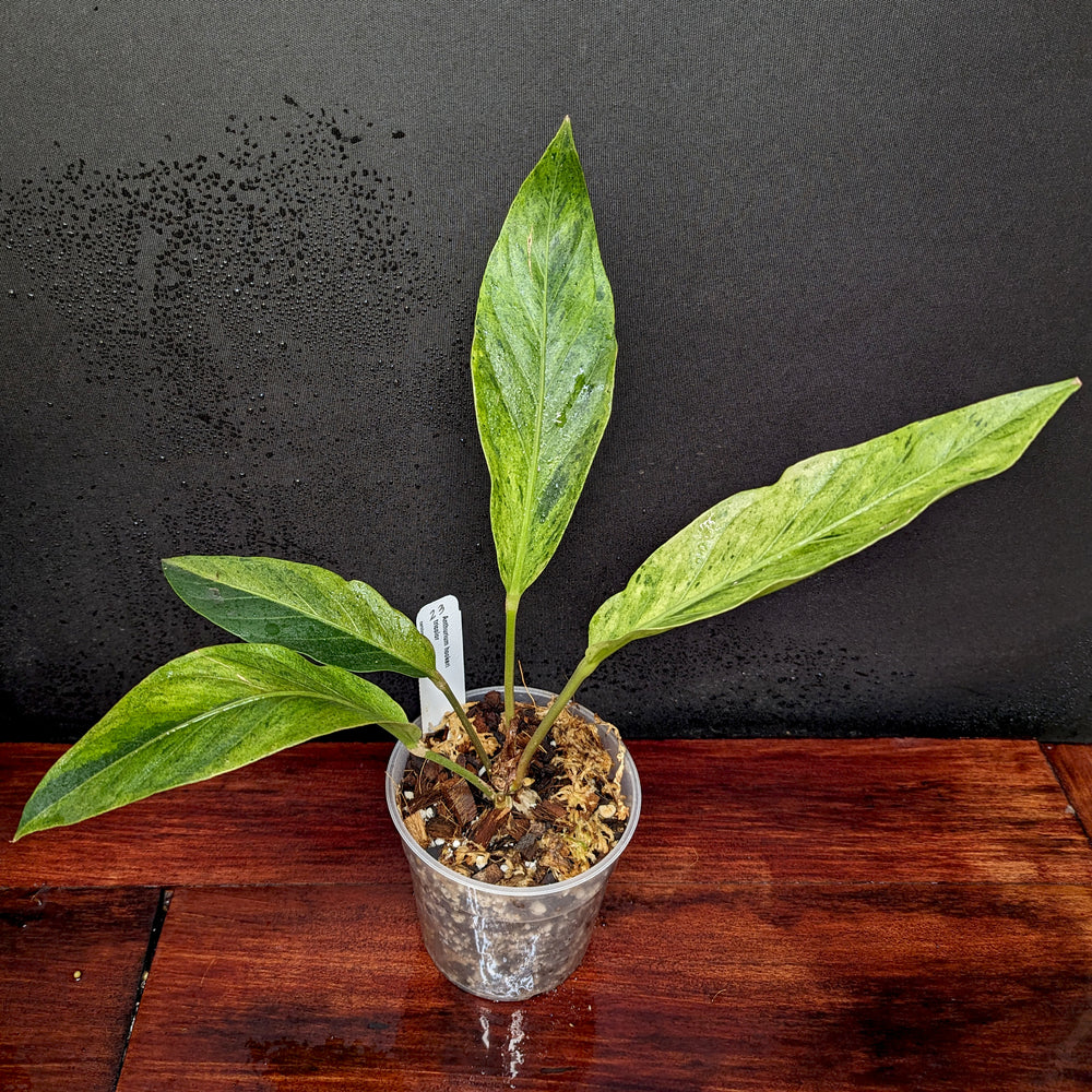 
                      
                        Anthurium Renaissance variegated - Exact Plant 10/06/23
                      
                    